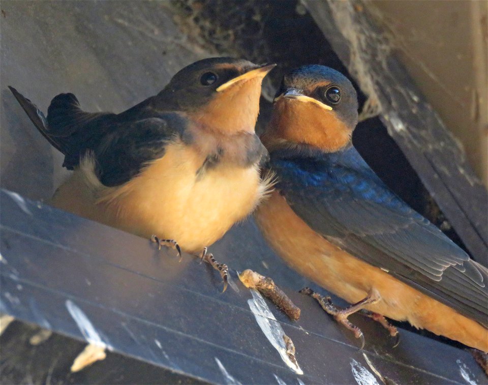 669 - BARN SWALLOW (8-21-2021) immature, humboldt co, ca -03 (2)