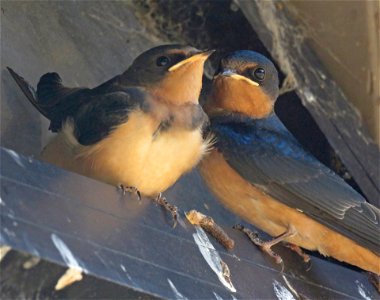 669 - BARN SWALLOW (8-21-2021) immature, humboldt co, ca -03 (2)