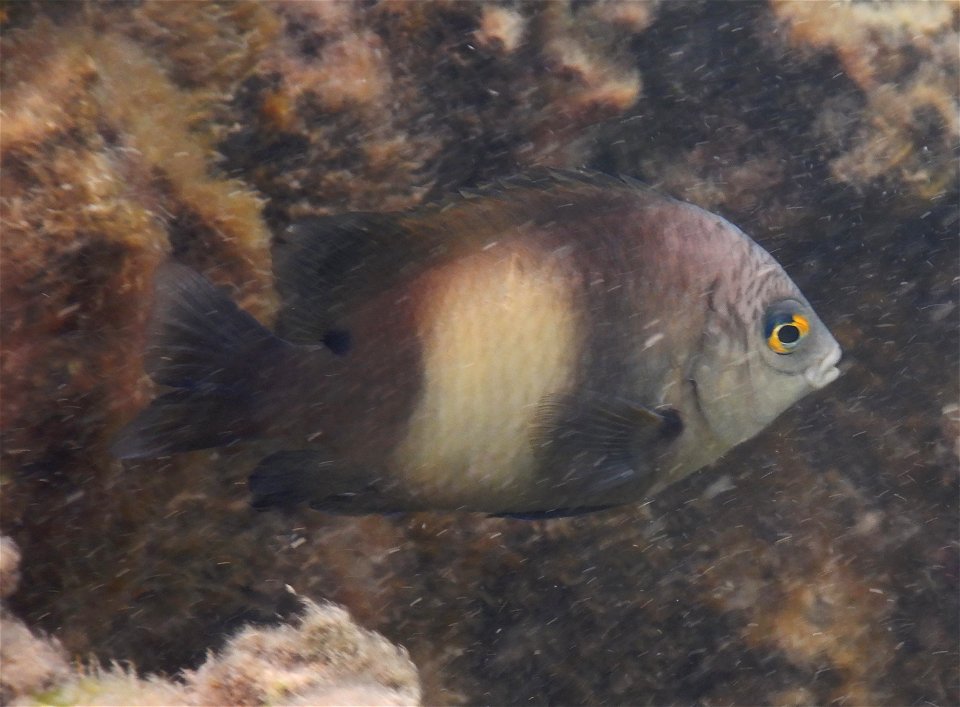 Stegastes nigricans 1