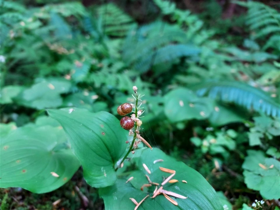 Lily of the valley berry, Mt. Baker-Snoqualmie National Forest. Photo by Anne Vassar July 21, 2021.