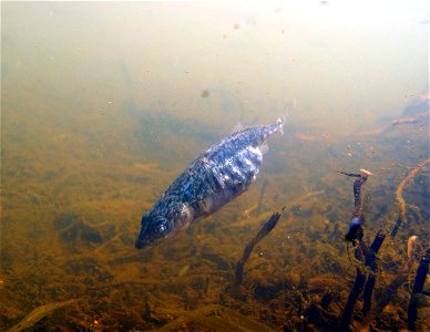 3 spine stickleback female