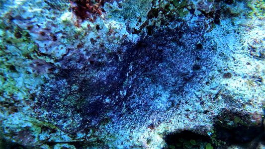 Freshly laid seargant major eggs Villa Rosa San Andres Colombia