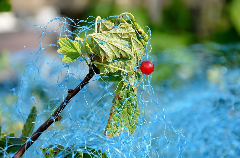 Bird protection gooseberry greenhouse