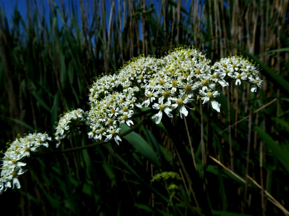 Heracleum sphondylium L., 1753