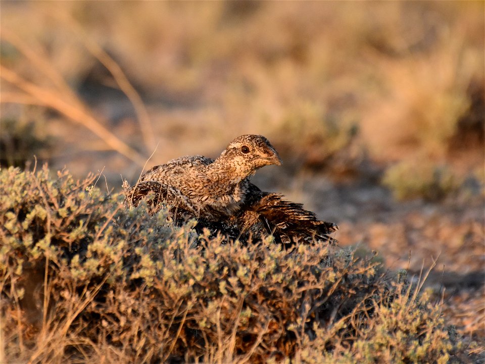 Greater sage-grouse at Seedskadee National Wildlife Refuge