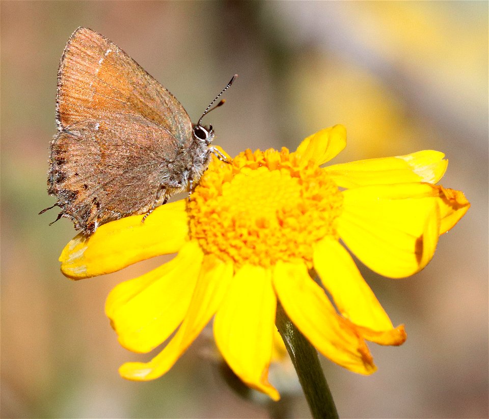 HAIRSTREAK, NELSON'S JUNIPER (Callophrys gryneus nelsoni) (6-16-2021) approx 4200 ft, along ship mt rd, smith river n rec area, del norte co, ca -04