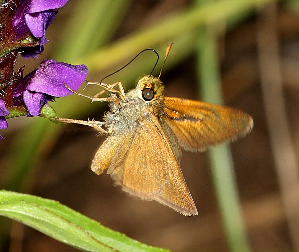 SKIPPER, DUN (Euphyes vestris vestris) (06-25-2022) SKIPPER, DUN (Euphyes vestris vestris) (06-25-2022) jeffrey pine loop trail, eight dollar mountain road, josephine co, or -04