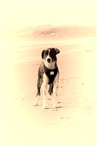 Fuego - a black and white dog in monochrome