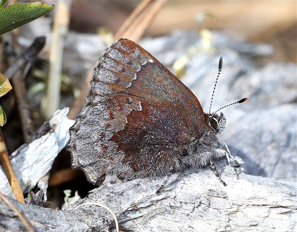 ELFIN, HOARY (Callophrys polios) (3-31-2022) south tolowa dunes state park, del norte co, ca -06