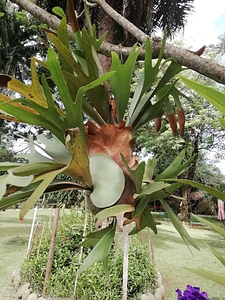 Orchid garden plant