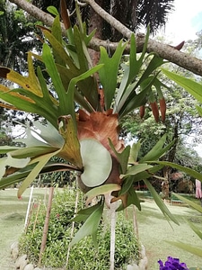 Orchid garden plant photo