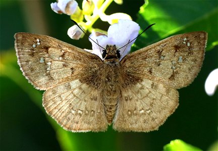 SKIPPER, HOARY (Carrhenes canescens) (01-05-2022) the butterfly center, mission, hidalgo co, tx -02