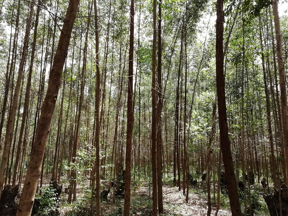 Eucalyptus grove forest