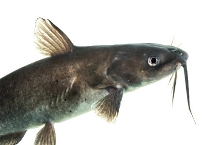 Channel catfish photo