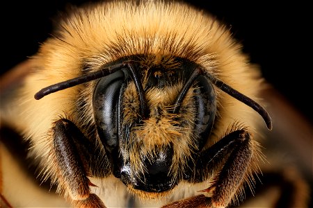 Bombus veteranus, f, face, M. Roos, Netherlands_2022-03-31-17.06