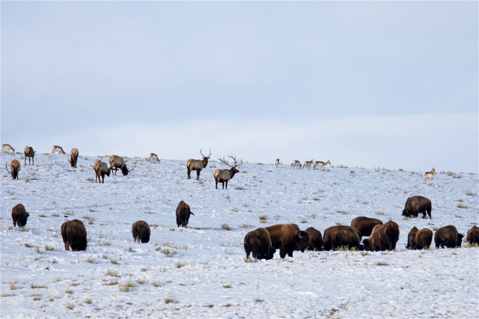 Bison, Elk, & Pronghorn on the National Elk Refuge