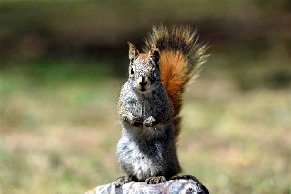 One-eyed red squirrel