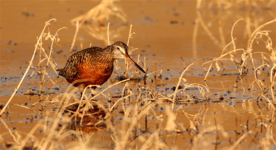 Hudsonian Godwit Huron Wetland Management District photo