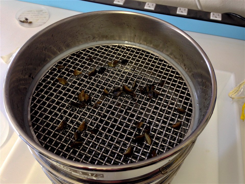 Zebra mussel processing