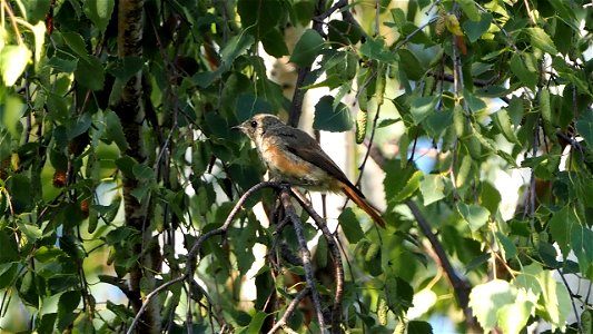 Hausrotschwanz Jungvogel