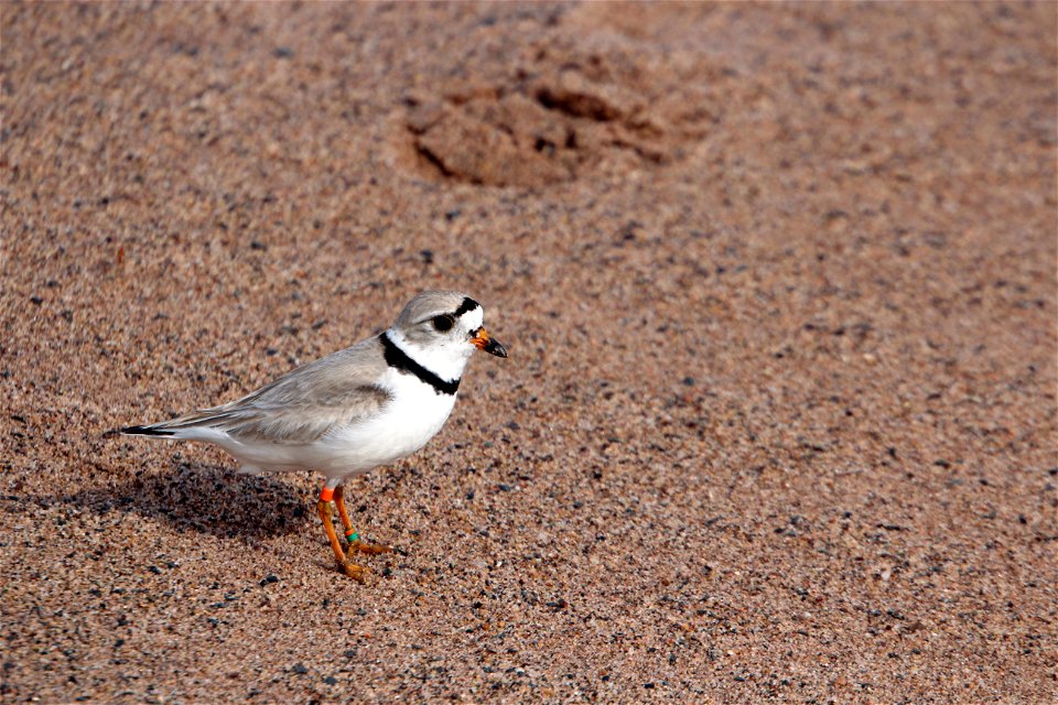 Piping Plover Banding on the Apostle Islands