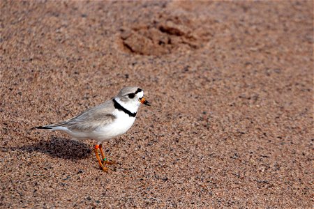 Piping Plover Banding on the Apostle Islands