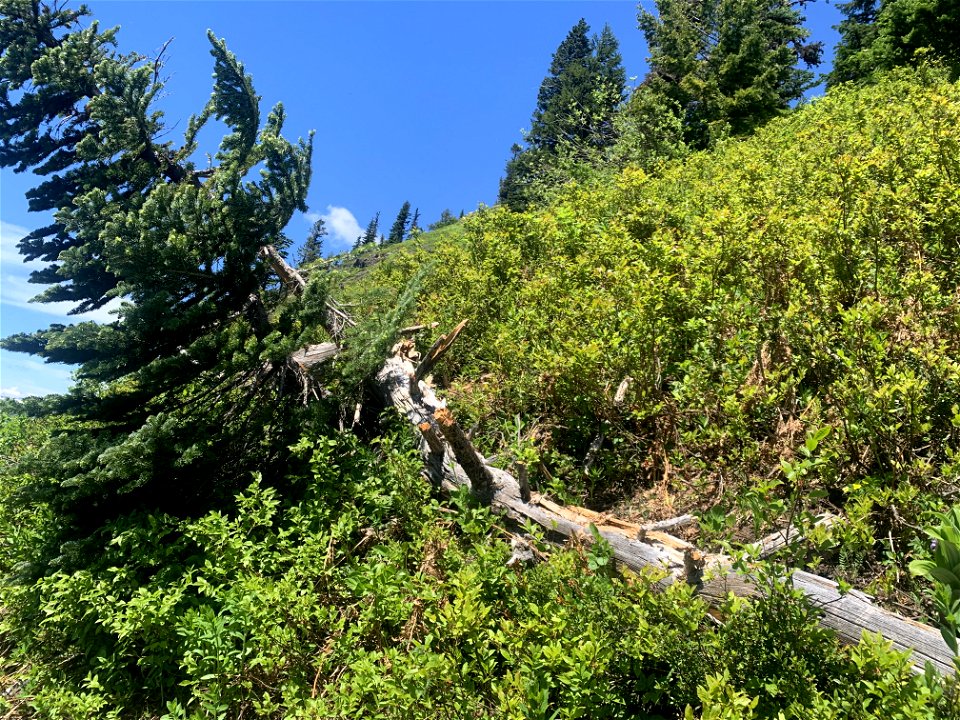 Green Mountain Trail, Mt. Baker-Snoqualmie National Forest. Photo By Sydney Corral June 28, 2021