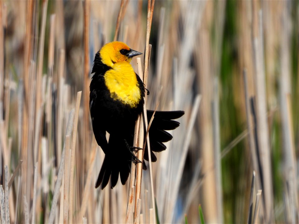 Yellow-headed blackbird