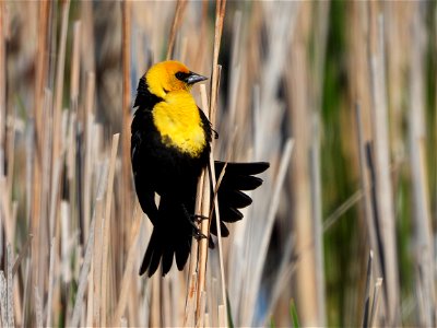 Yellow-headed blackbird photo