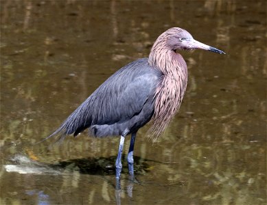 191 - REDDISH EGRET (02-12-2023) birding center, south padre island, cameron co, tx -01 photo