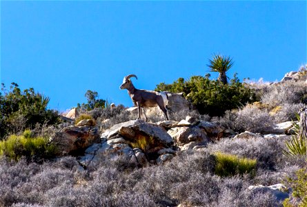 Desert Bighorn Sheep (Ovis candensis nelsoni) photo