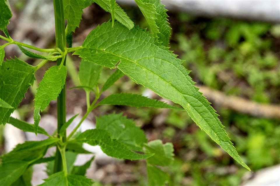 Scrophularia montana