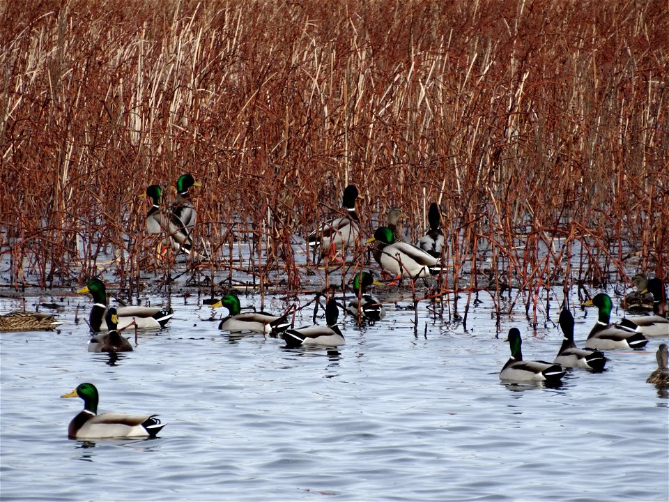 A Mallard Sanctuary; Lake Andes National Wildlife Refuge