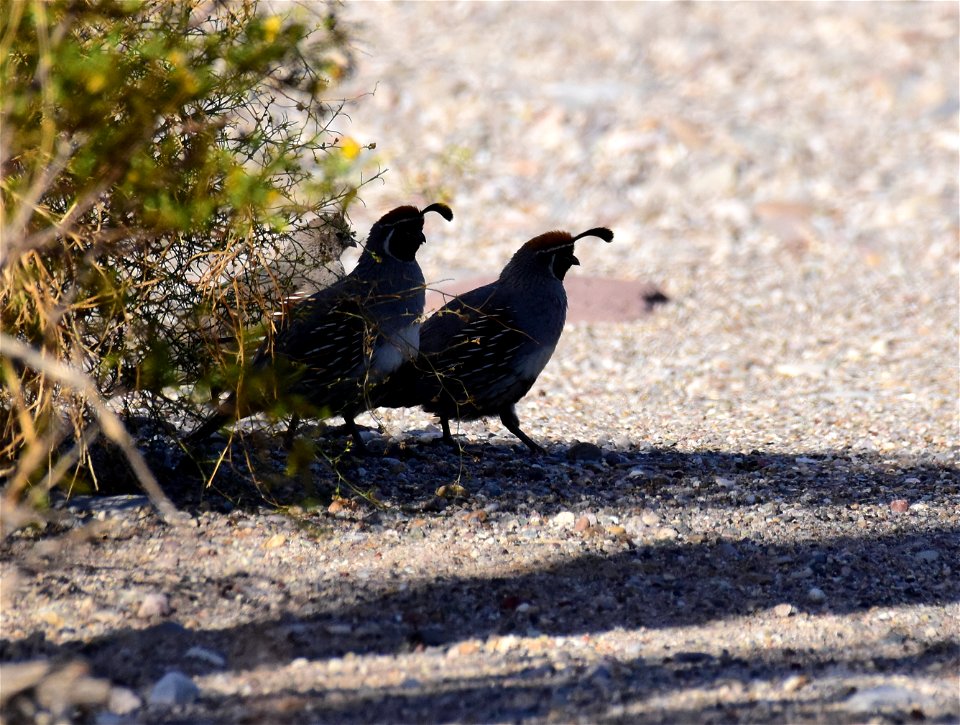 Gambel's quail in Arizona