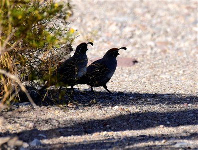 Gambel's quail in Arizona