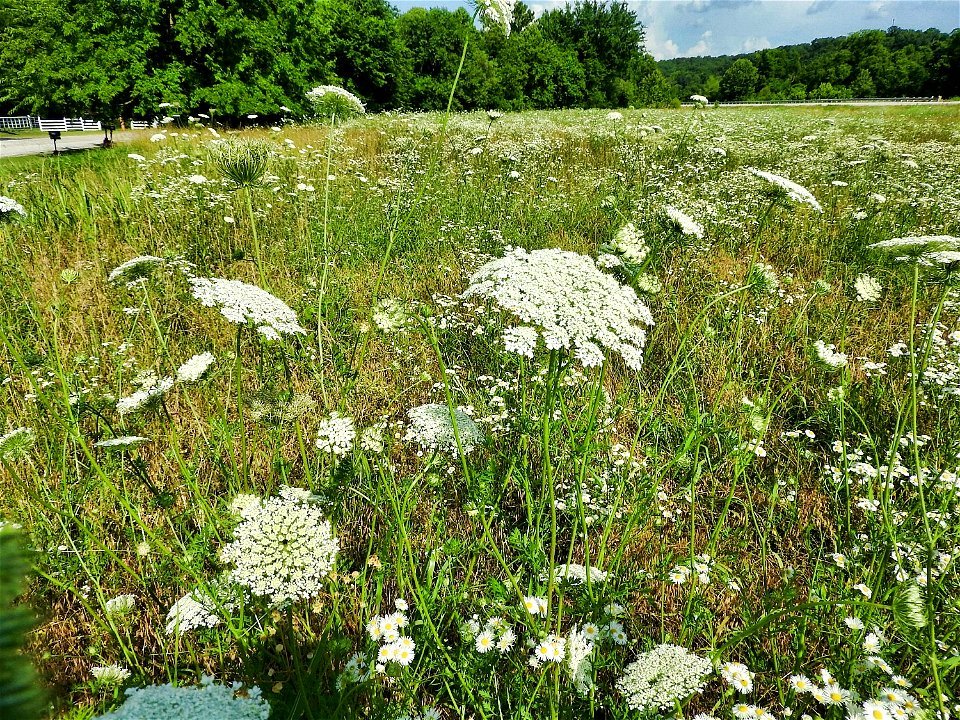 Queen Anne's Lace in Missouri