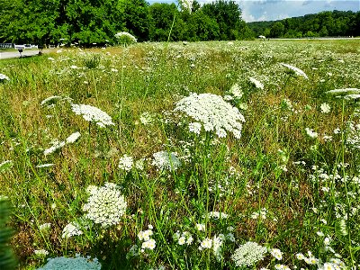 Queen Anne's Lace in Missouri photo