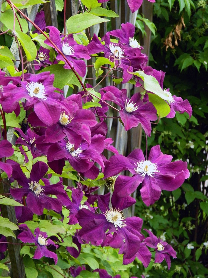 Plant fence purple photo