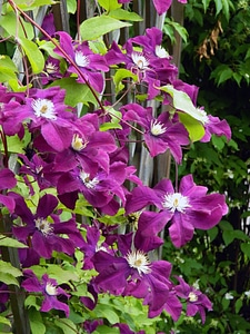 Plant fence purple