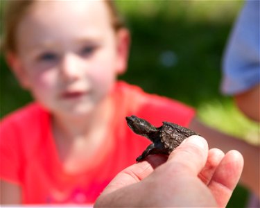 Hatchling common snapping turtle