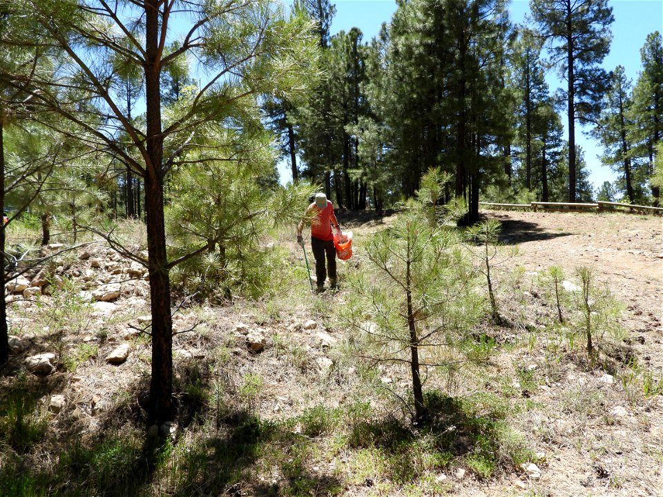 Pickin' Up in the Pines May 2022