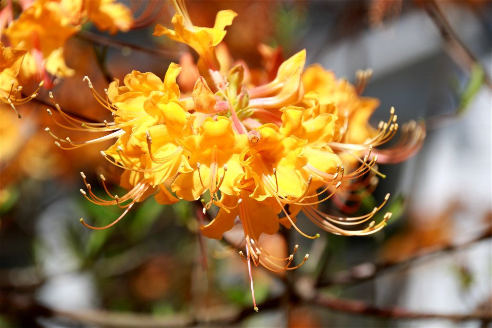 Native azalea at Stuart Lake - Kisatchie National Forest
