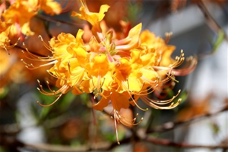 Native azalea at Stuart Lake - Kisatchie National Forest