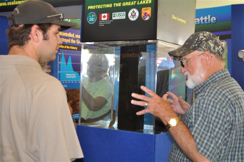 Sea lamprey on display. USFWS Photo.
