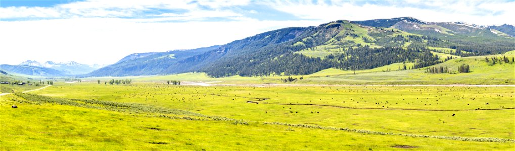 Bison in Lamar Valley after the flood (panorama)