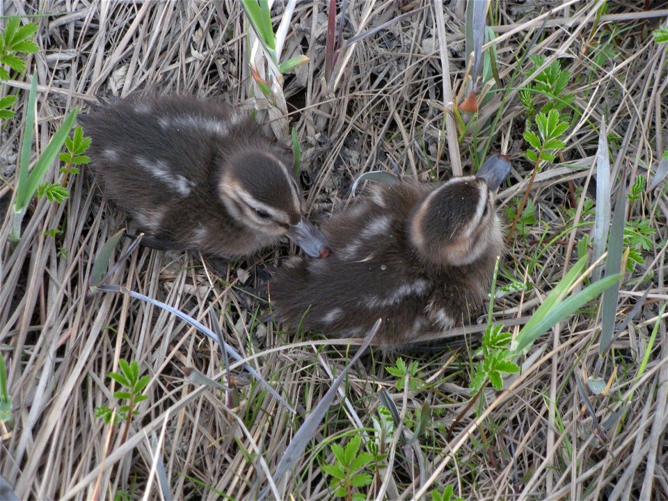 Pintail ducklings photo