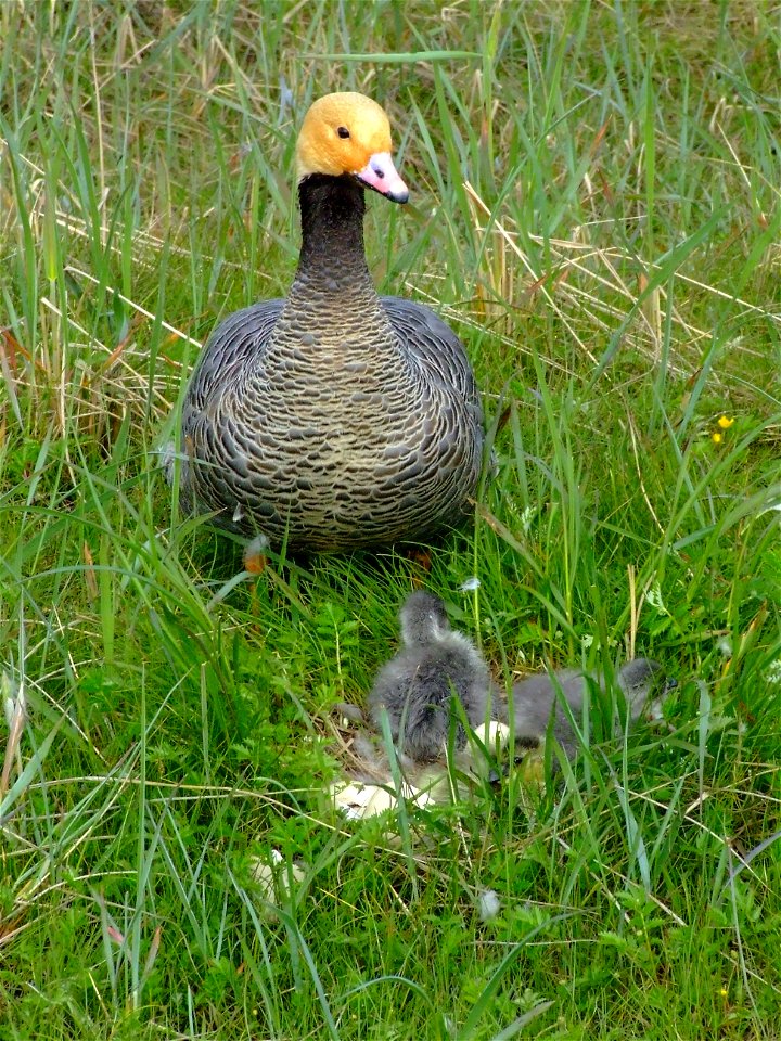 Emperor goose and brood