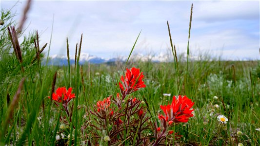 Wyoming Paintbrush on the National Elk Refuge