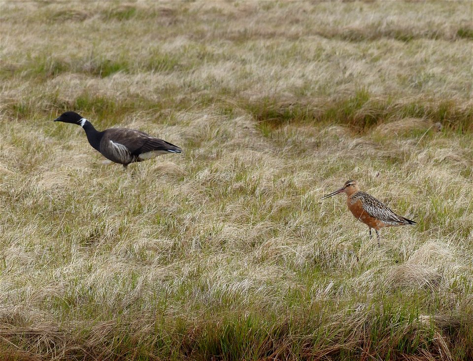 Brant & Bar-tailed Godwit