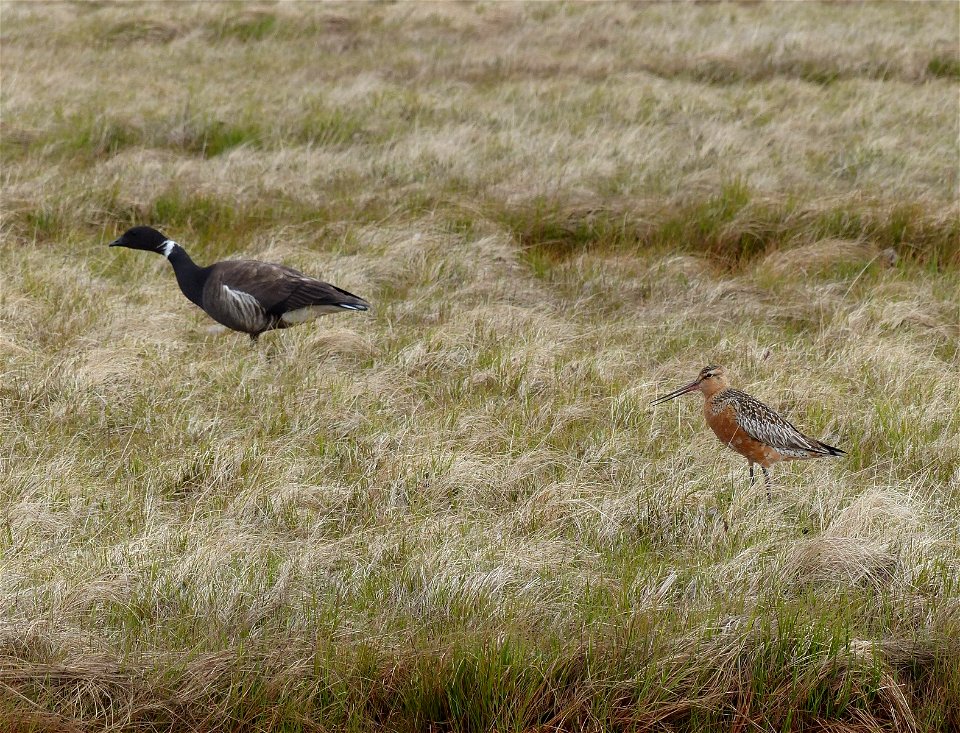 Brant & Bar-tailed Godwit photo